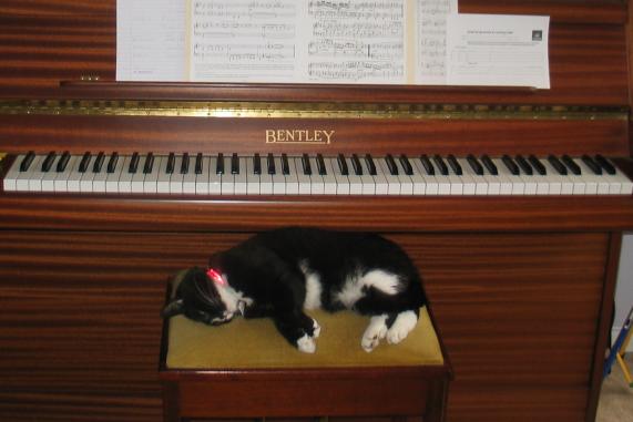 [cat on piano stool]